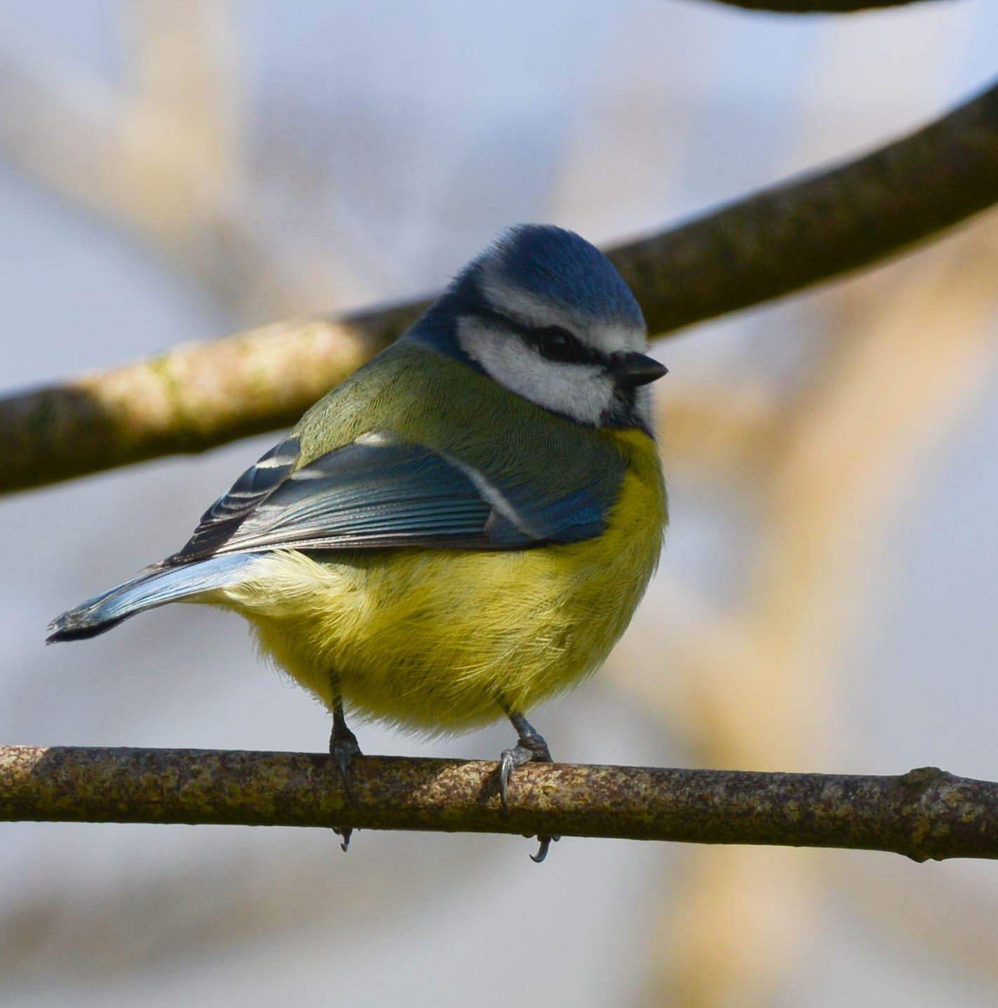 Nikon D800 + Nikon AF-S Nikkor 600mm F4G ED VR sample photo. Blue tit photography