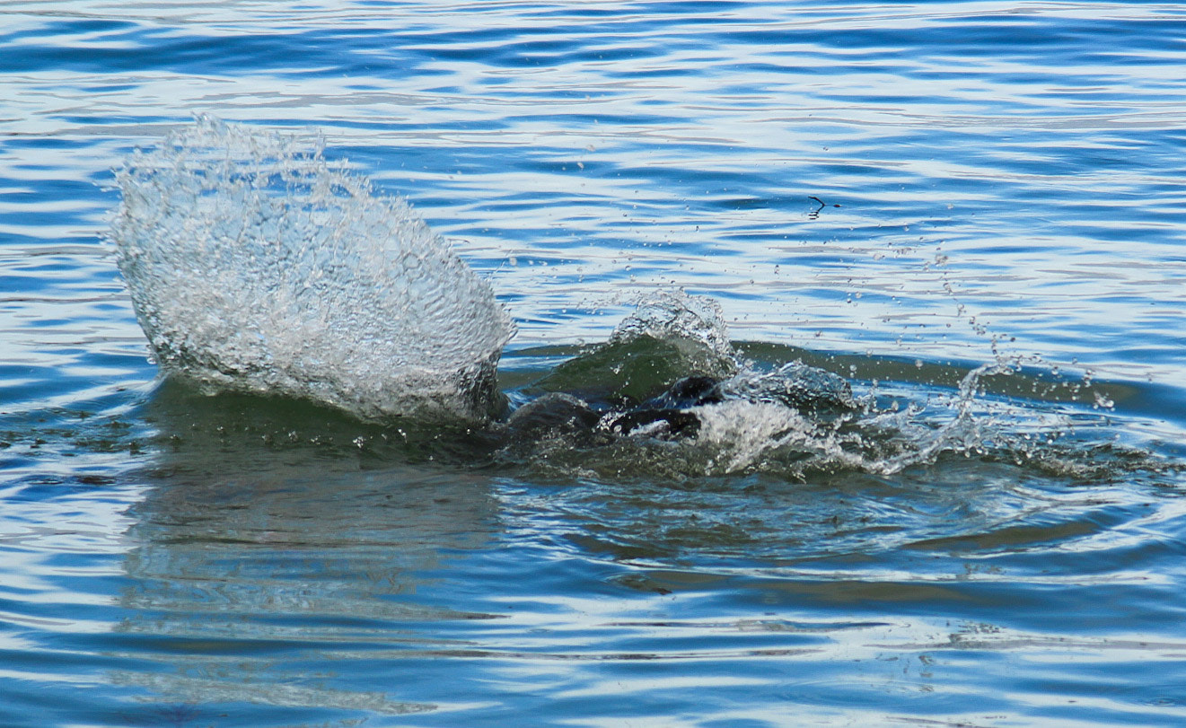Canon EF 35-135mm f/4-5.6 USM sample photo. Jump and catch photography