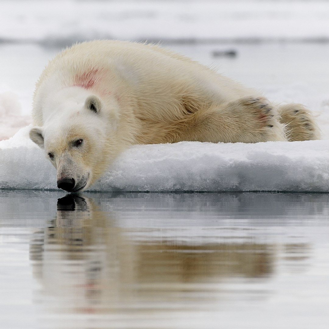 Nikon AF-S Nikkor 200-400mm F4G ED-IF VR sample photo. Tired bear photography
