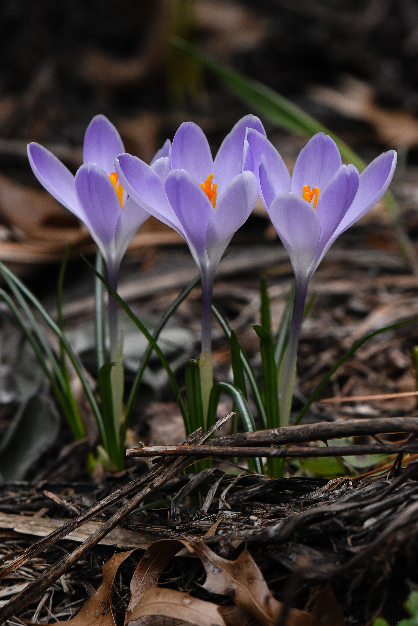 Nikon AF-S DX Micro-Nikkor 85mm F3.5G ED VR sample photo. Triple crocus blooms photography