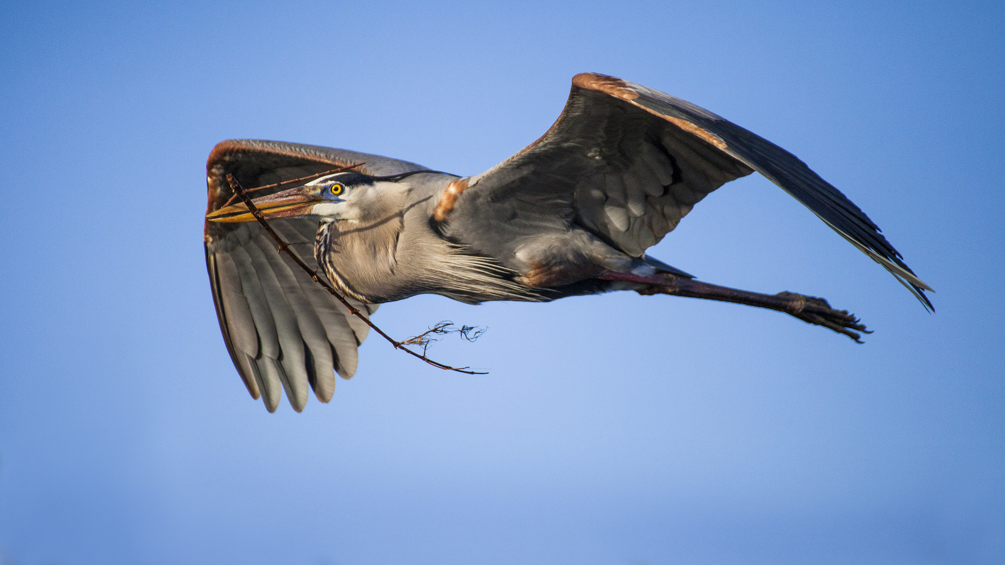 Tamron SP 35mm F1.8 Di VC USD sample photo. Blue heron photography