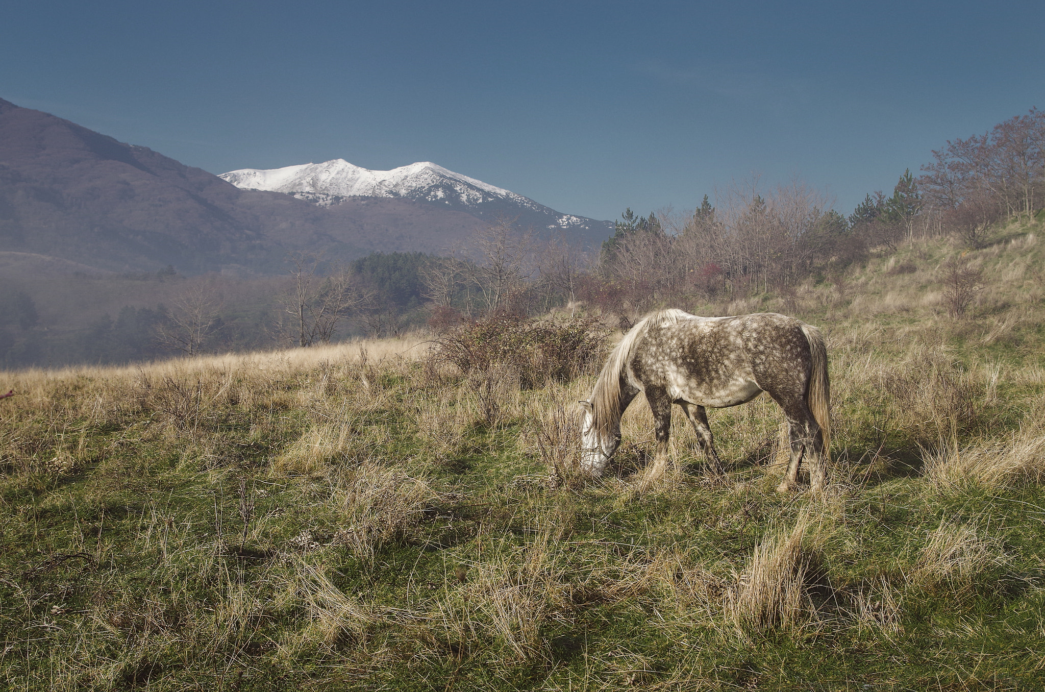 Pentax K-01 sample photo. Horse life photography