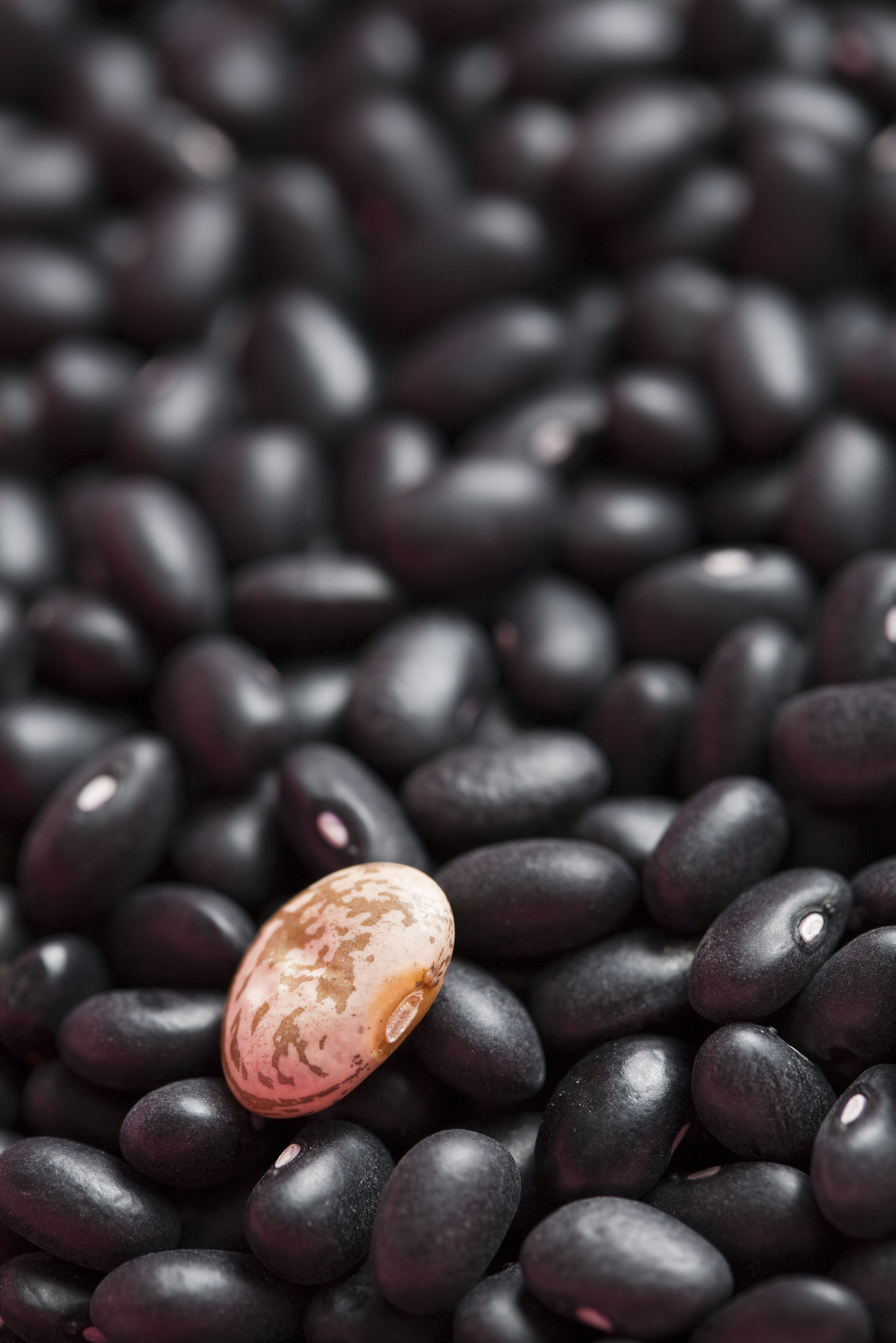 Canon EOS 5D + Canon EF 100mm F2.8 Macro USM sample photo. One pinto bean among many black beans. photography