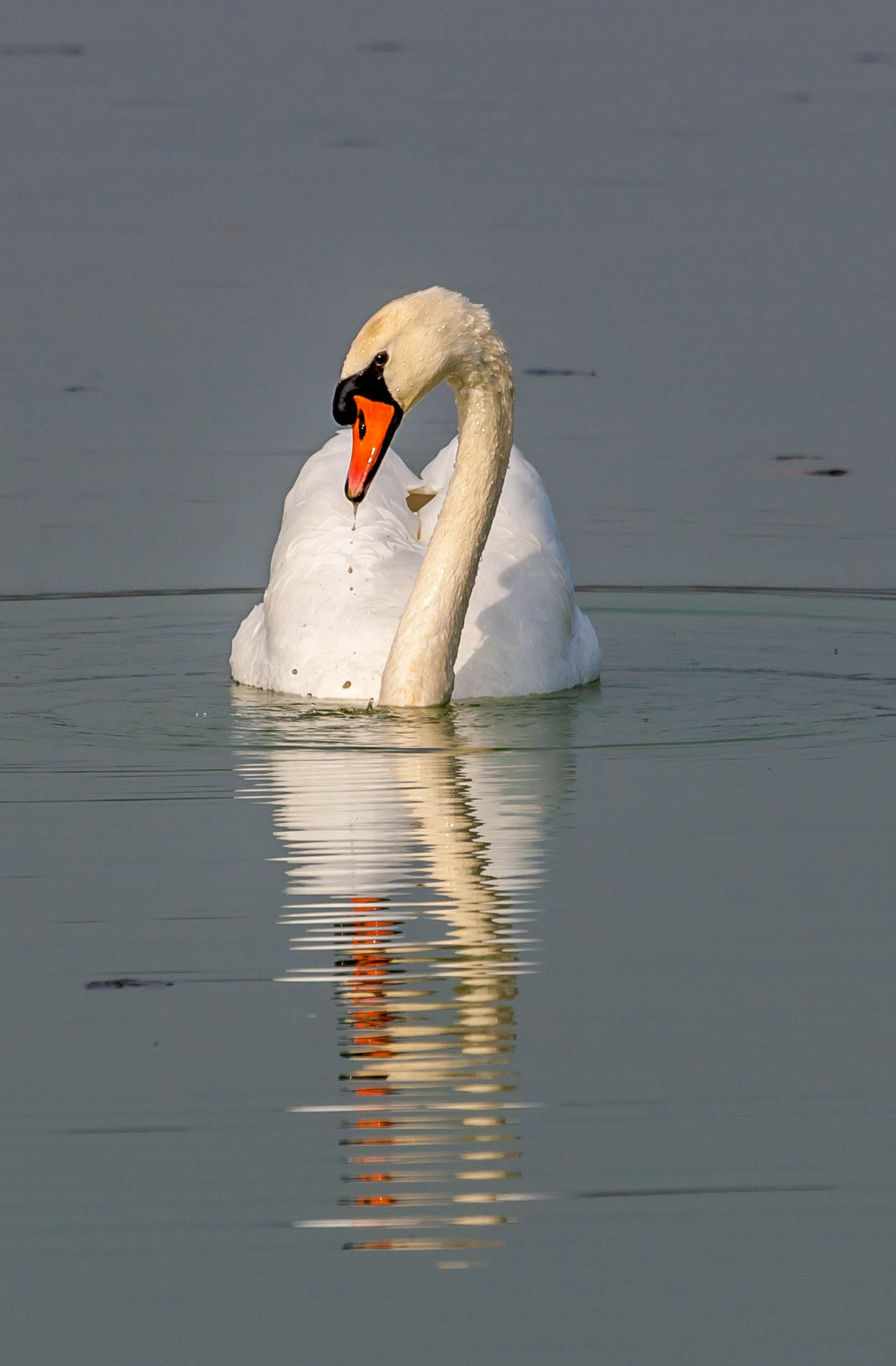 Canon EOS-1D Mark III + Canon EF 100-400mm F4.5-5.6L IS USM sample photo. Swan at rutland water photography