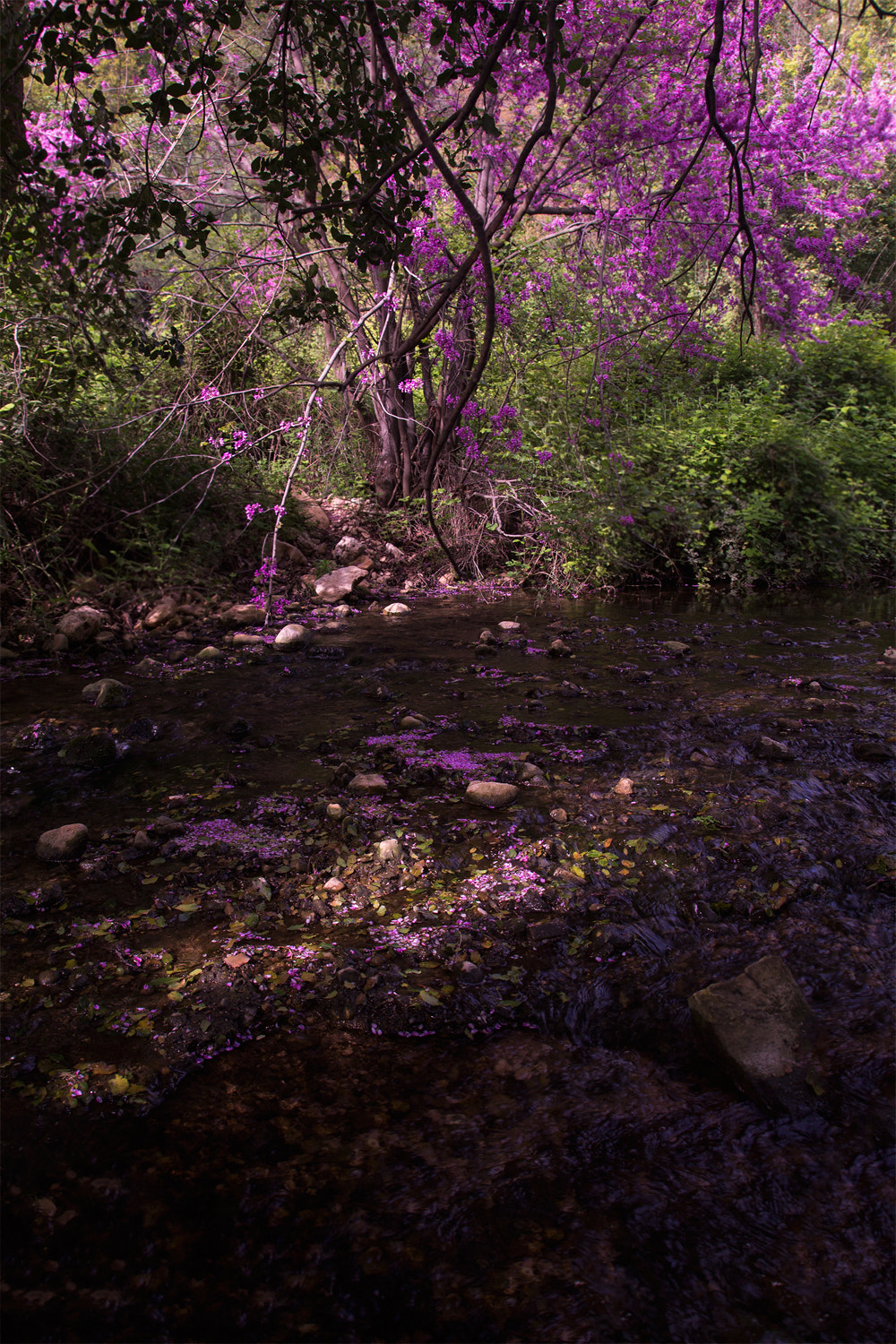 Canon EF-S 17-55mm F2.8 IS USM sample photo. Nahal kziv – the kziv stream #2 photography