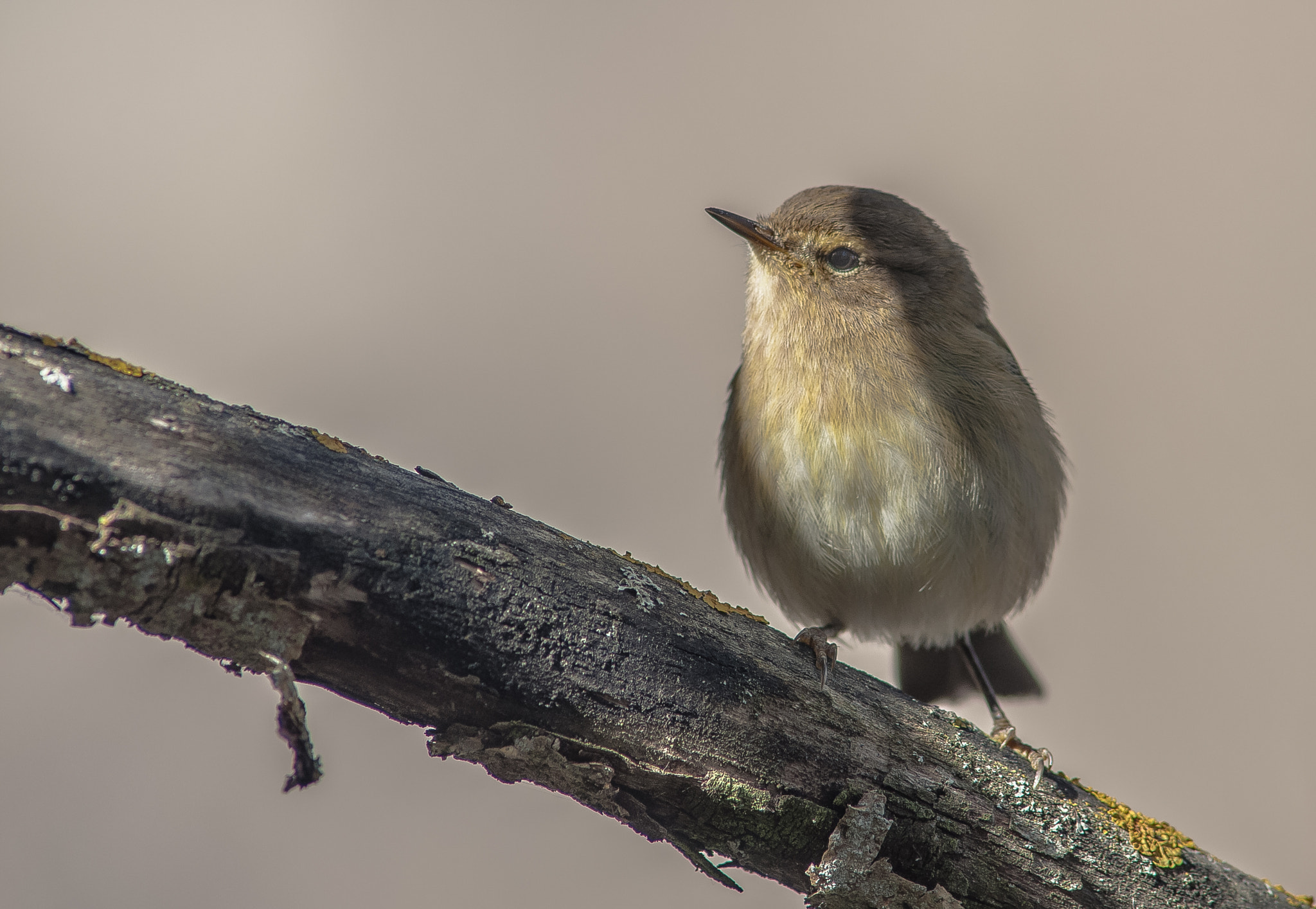 Nikon D300 + AF Nikkor 300mm f/4 IF-ED sample photo. Mosquitero photography