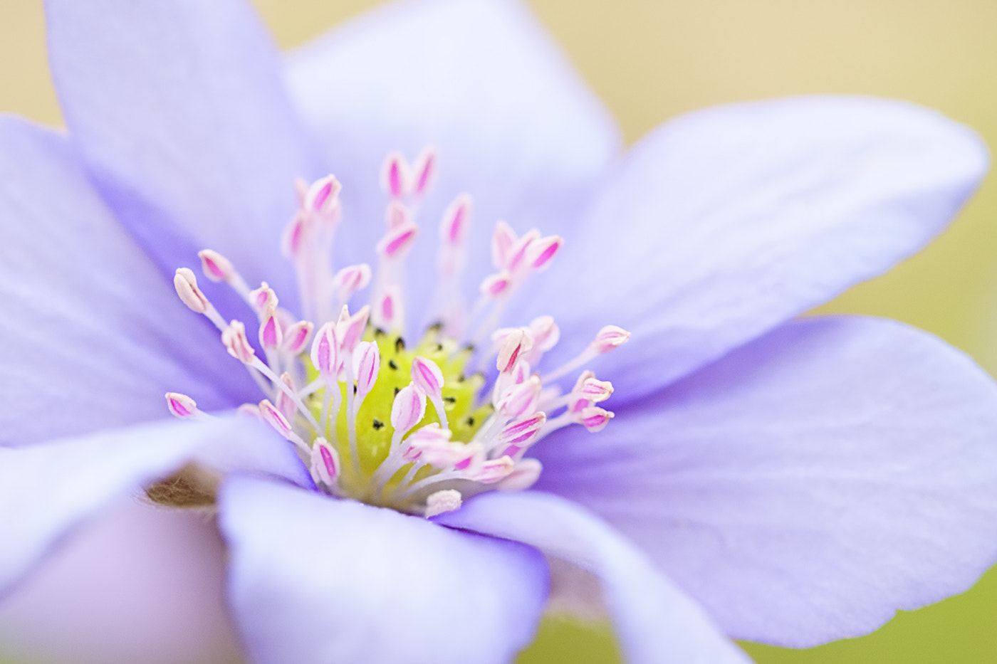 Sony SLT-A77 + Minolta AF 100mm F2.8 Macro [New] sample photo. The first color photography