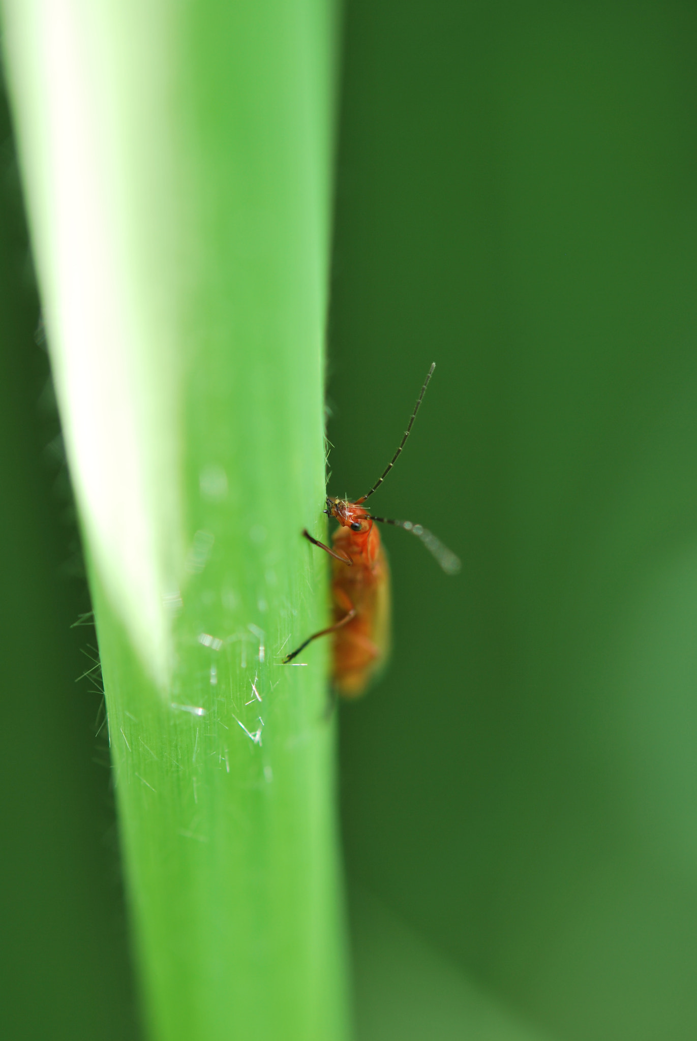 Nikon AF-S Micro-Nikkor 60mm F2.8G ED sample photo. Insecte rouge photography