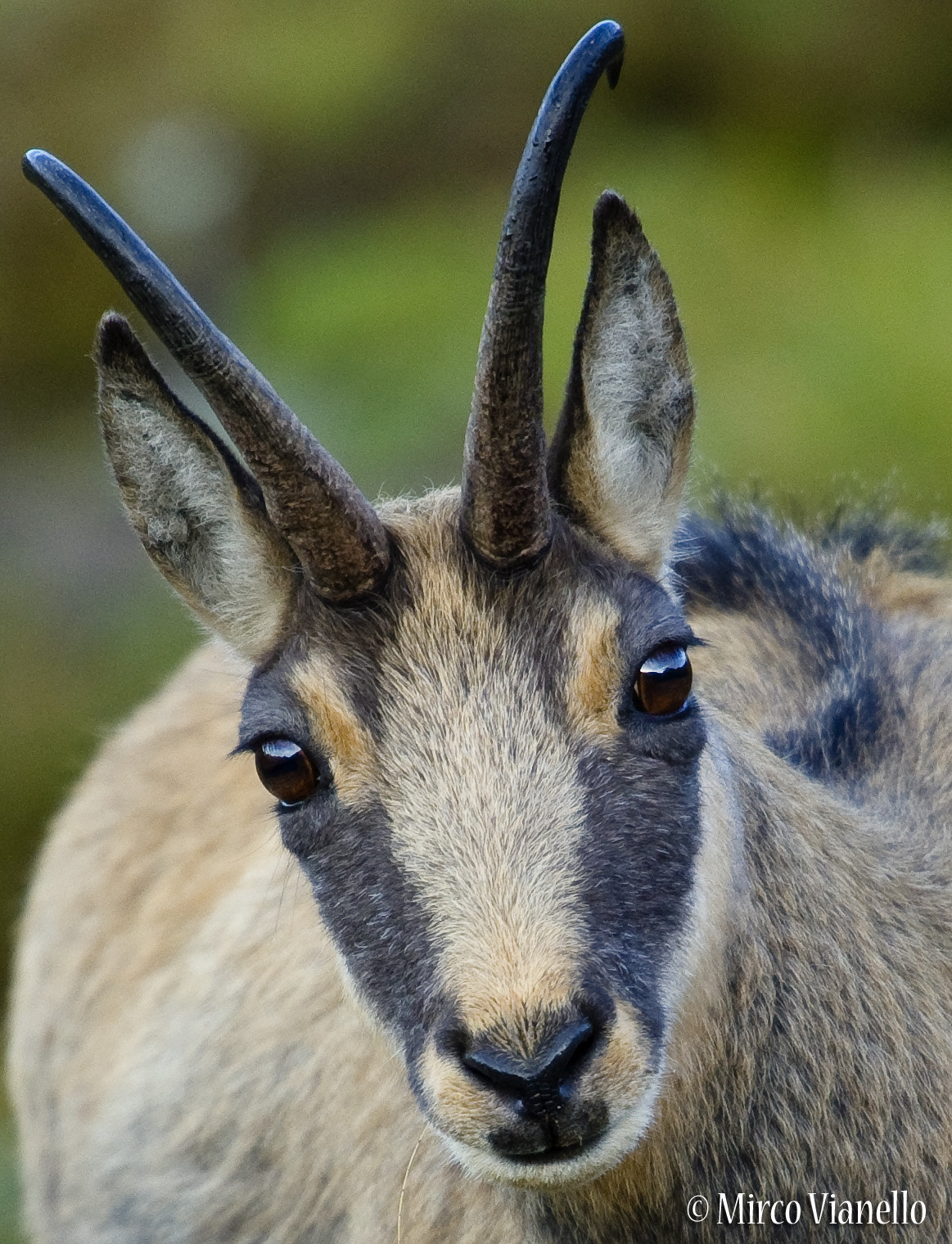 Nikon AF-S Nikkor 500mm F4G ED VR sample photo. Rupicaprarupicapra wildlife photography