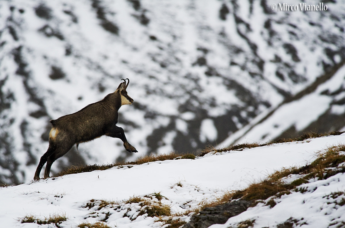 Nikon D3S + Nikon AF-S Nikkor 300mm F4D ED-IF sample photo. Rupicaprarupicapra wildlife photography