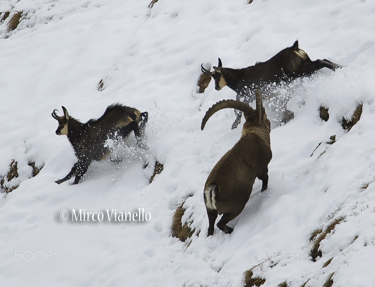 Nikon D3S + Nikon AF-S Nikkor 500mm F4G ED VR sample photo. Rupicaprarupicapra wildlife photography