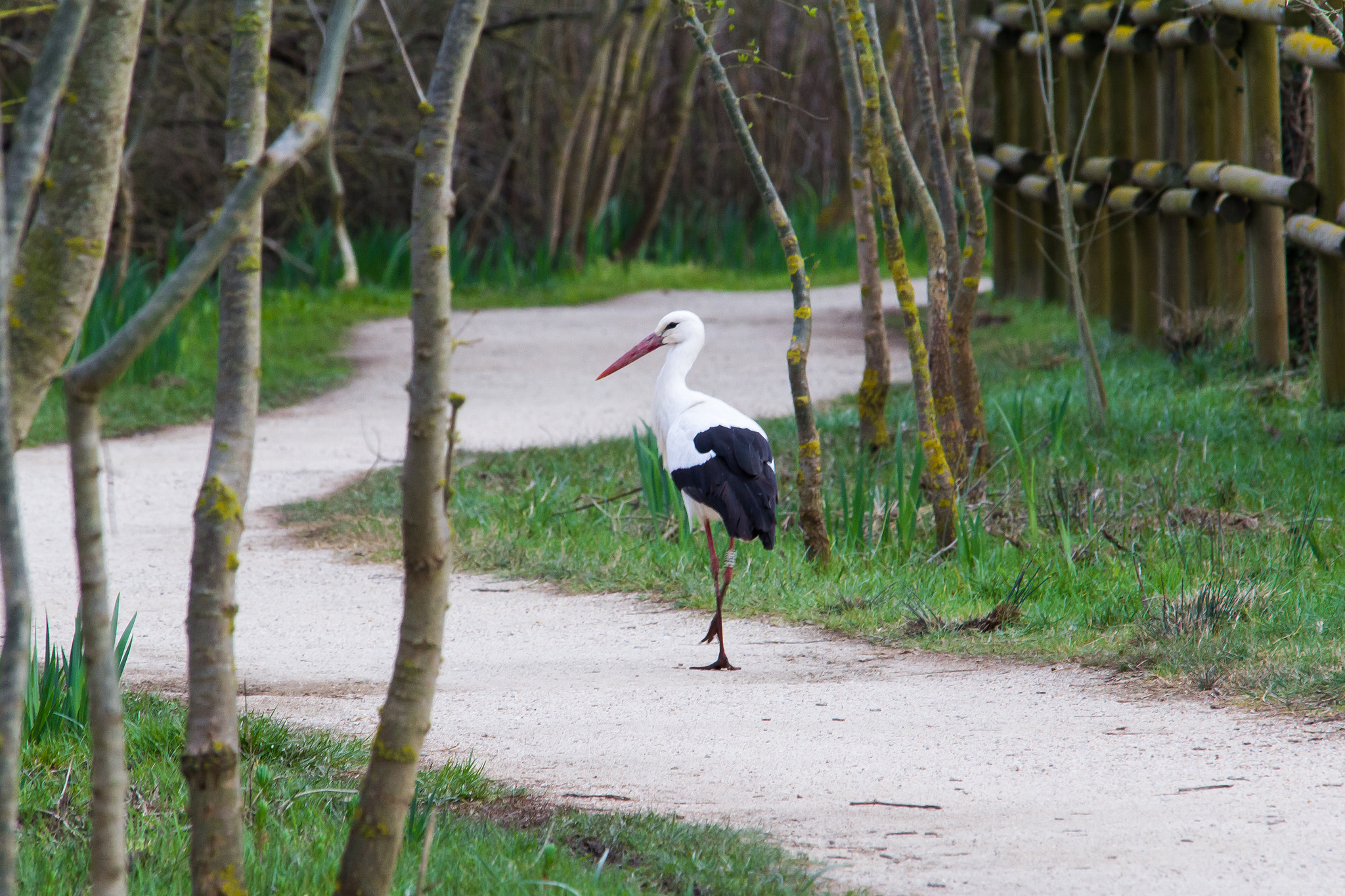 Sigma 150-500mm F5-6.3 DG OS HSM sample photo. The walk photography