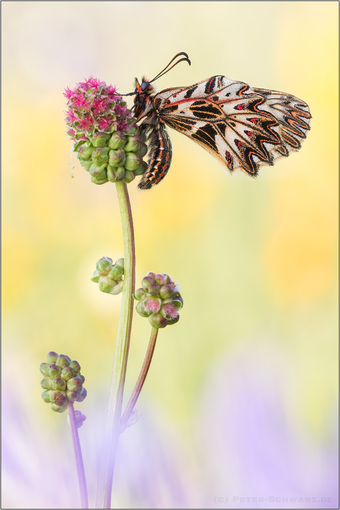Sigma 150mm f/2.8 EX DG OS HSM APO Macro sample photo. Zerynthia polyxena photography