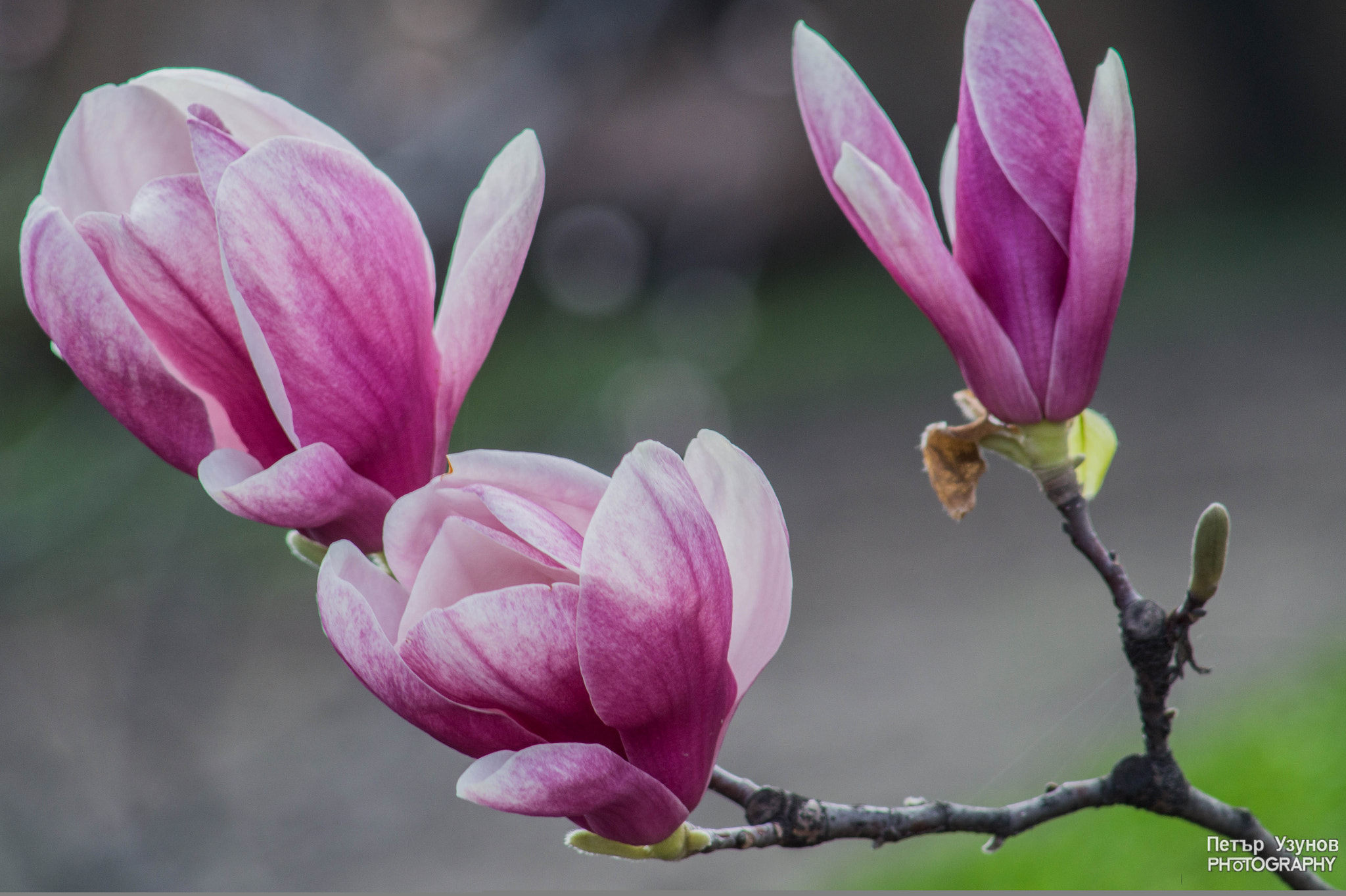 Minolta AF 80-200mm F4.5-5.6 sample photo. Magnolias photography