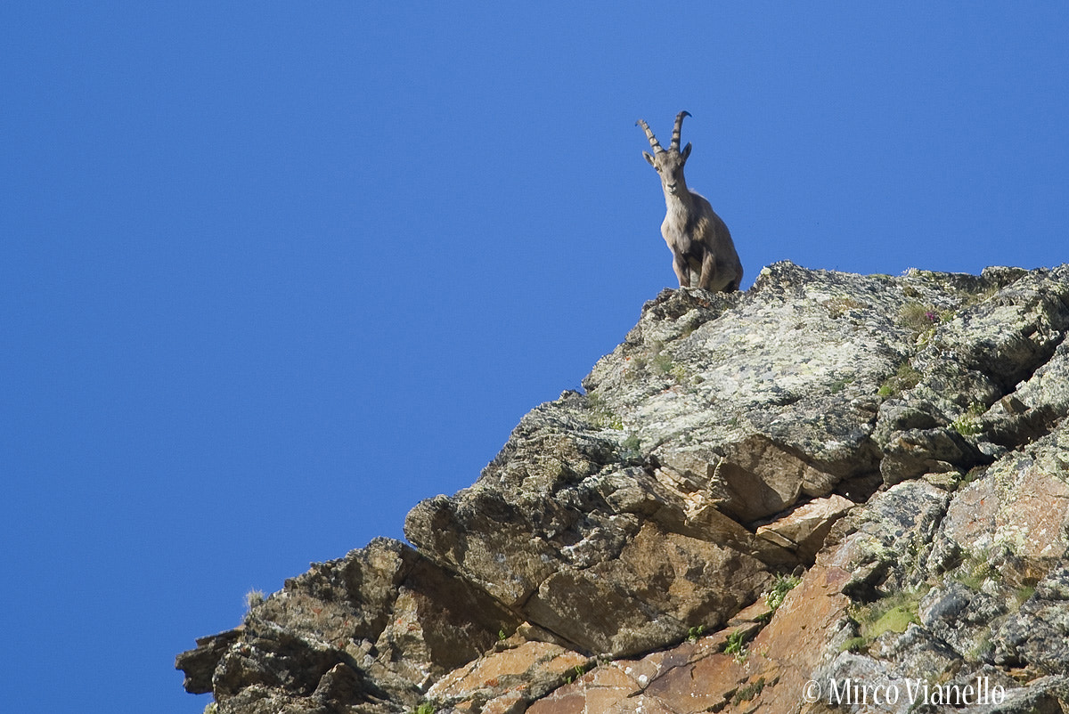 Nikon AF-S Nikkor 500mm F4G ED VR sample photo. Capra ibex wildlife photography