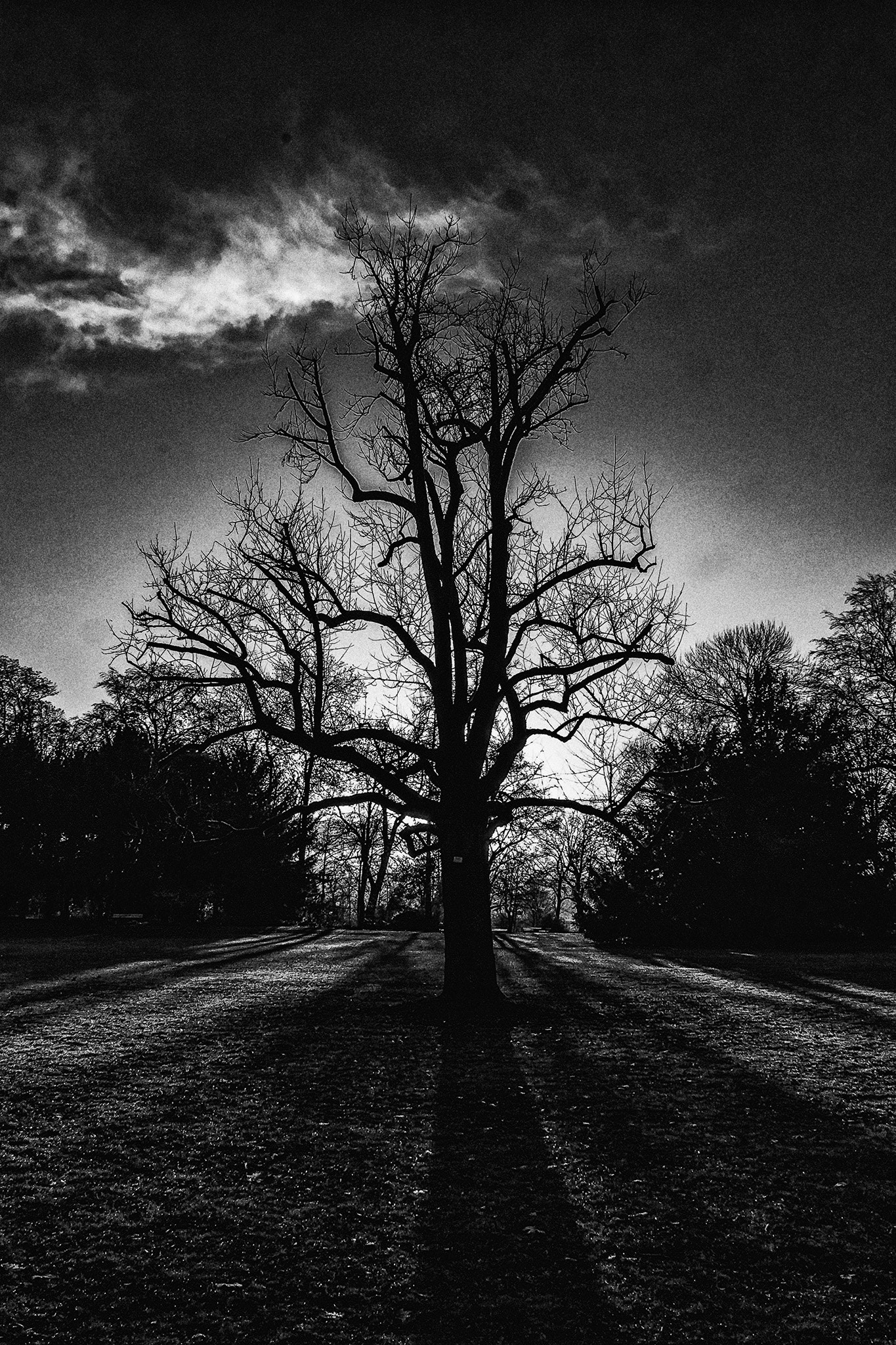 Sigma 18-125mm F3.8-5.6 DC OS HSM sample photo. Der baum photography
