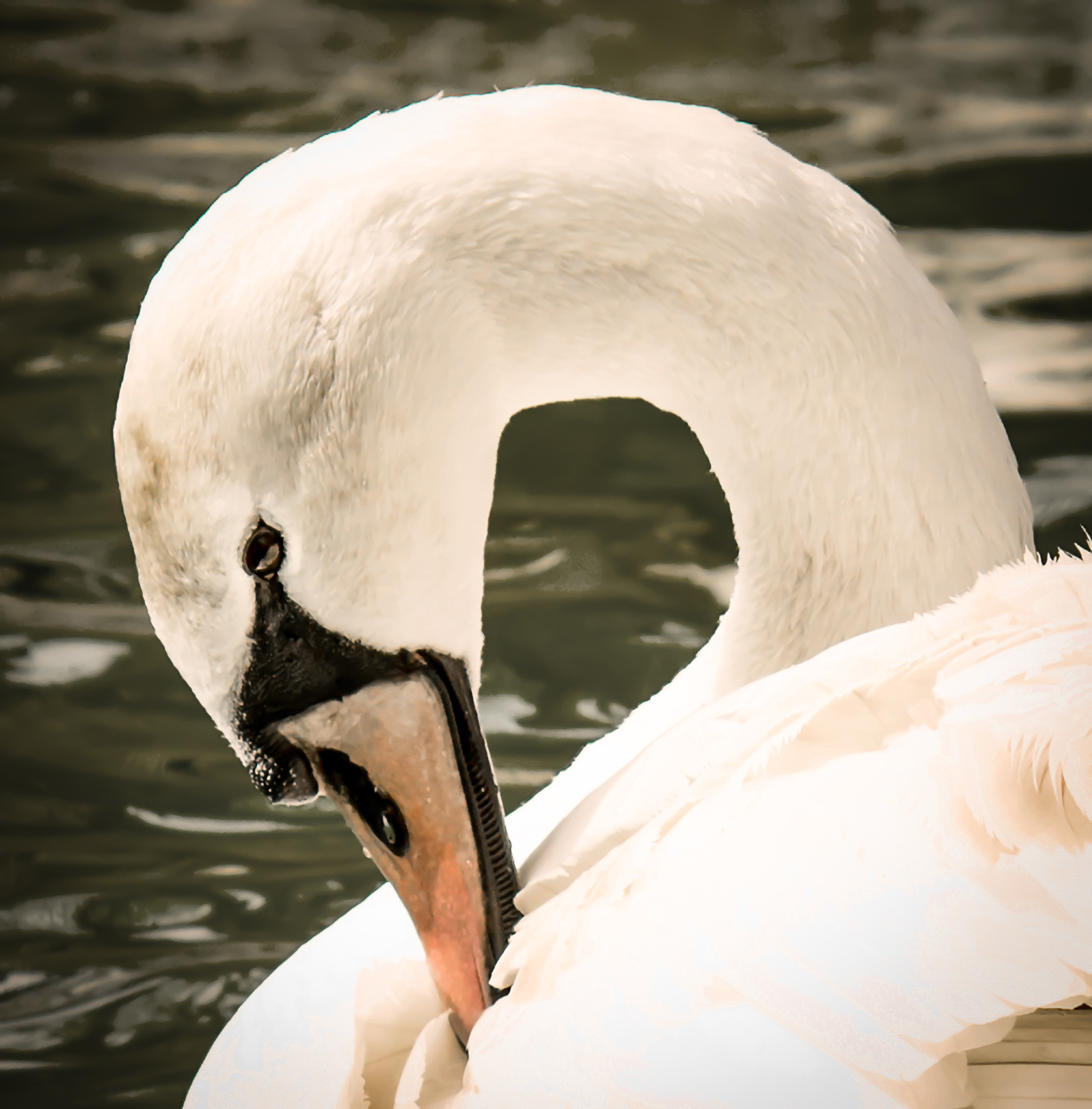 Nikon D800 + AF Zoom-Nikkor 70-210mm f/4 sample photo. White beauty photography
