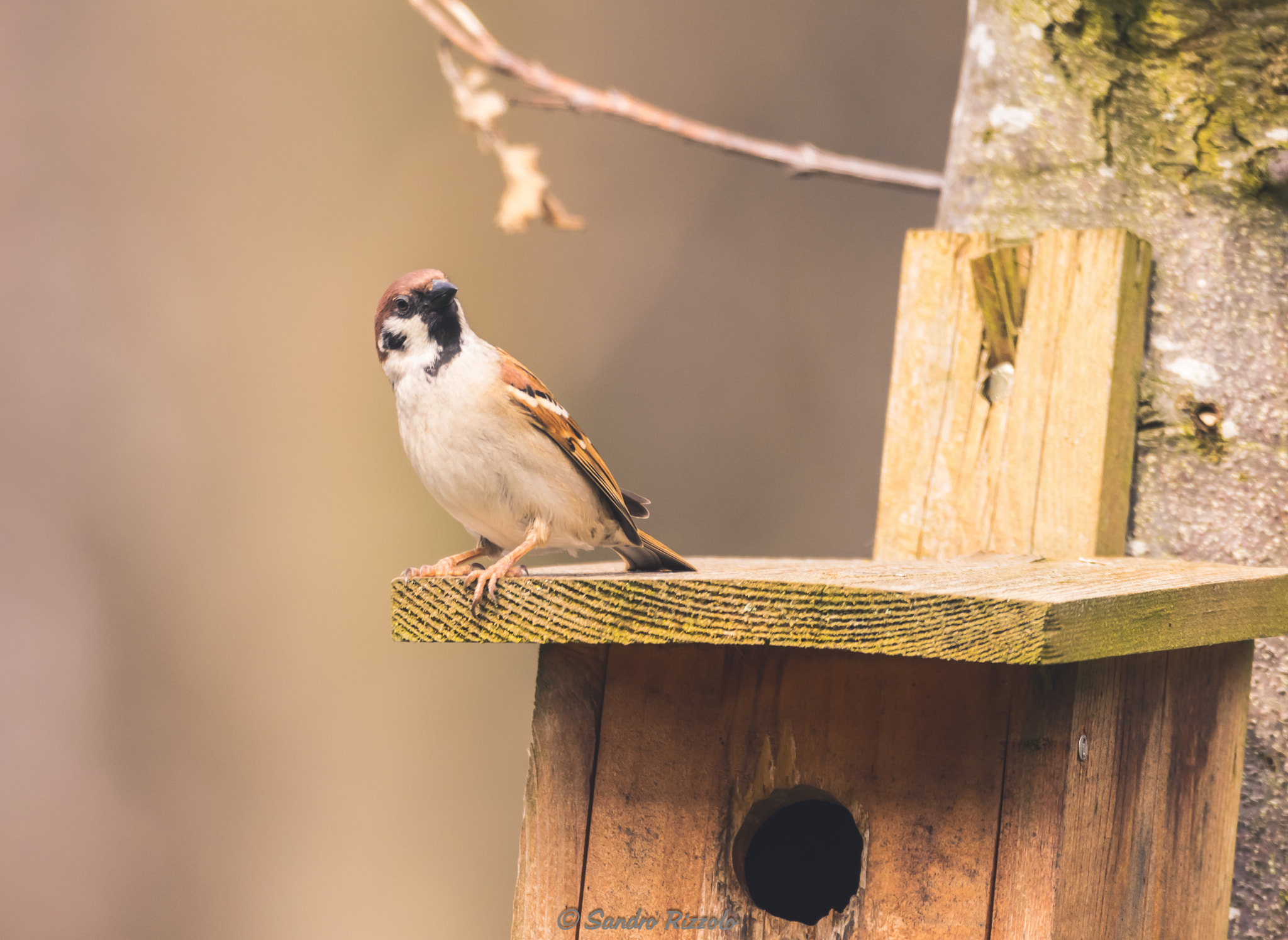 Sigma 150-600mm F5-6.3 DG OS HSM | C sample photo. Captain sparrow photography