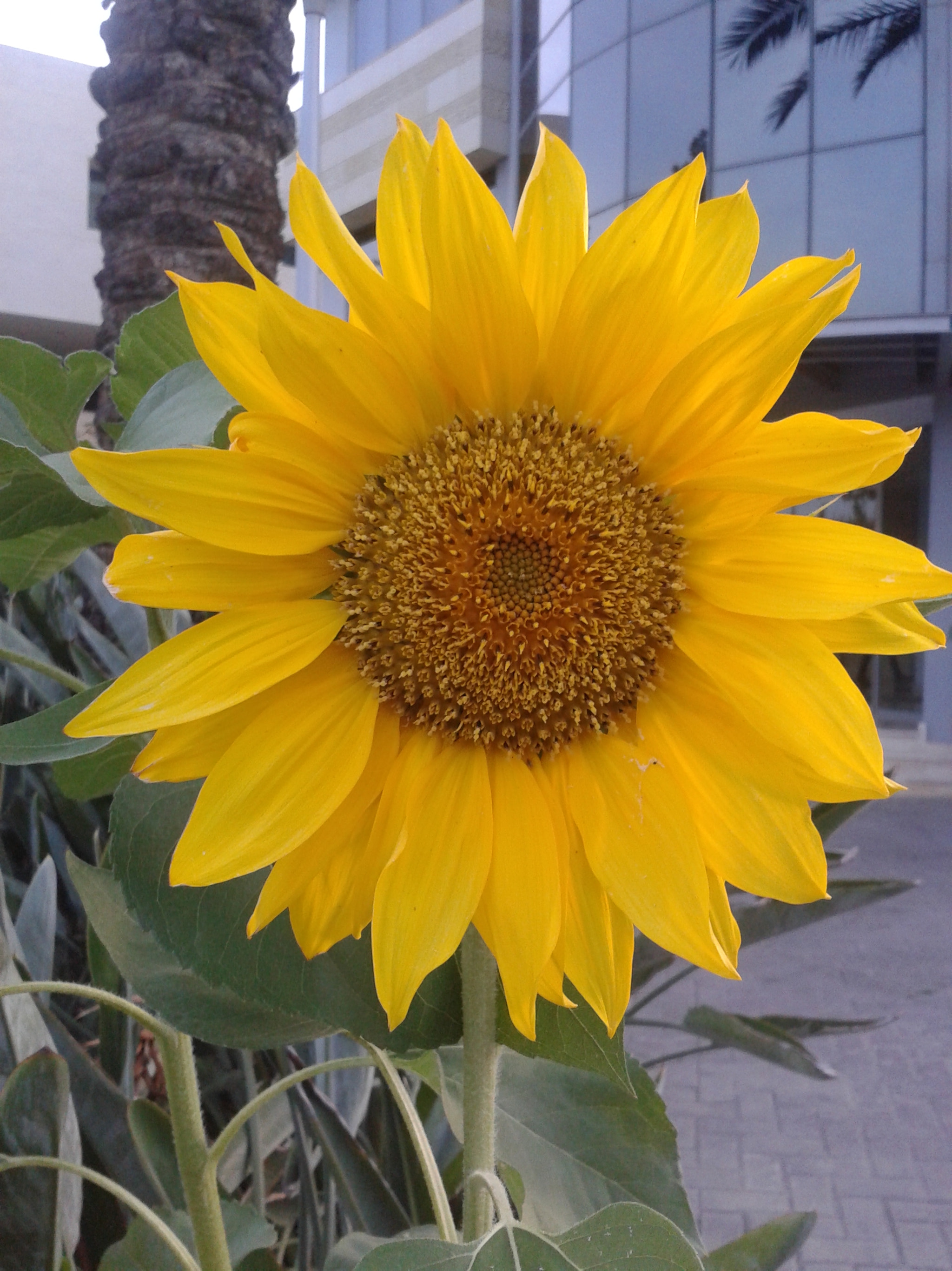 Samsung Galaxy S DUOS sample photo. Sunflower photography
