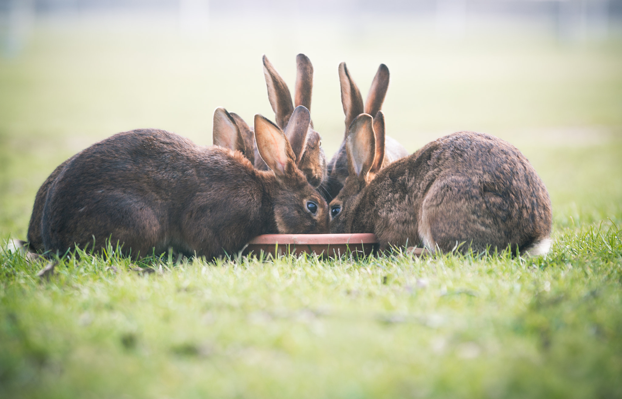 AF-S Zoom-Nikkor 80-200mm f/2.8D IF-ED sample photo. Rabbits photography