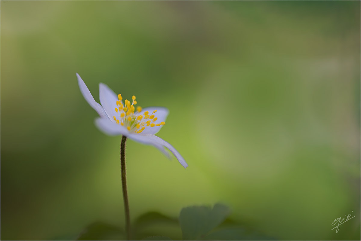 Sigma 150mm F2.8 EX DG OS Macro HSM sample photo. Anemone nemorosa photography