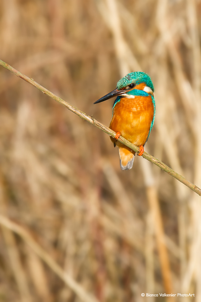 Canon EOS 7D + Sigma 105mm F2.8 EX DG Macro sample photo. Common kingfisher photography