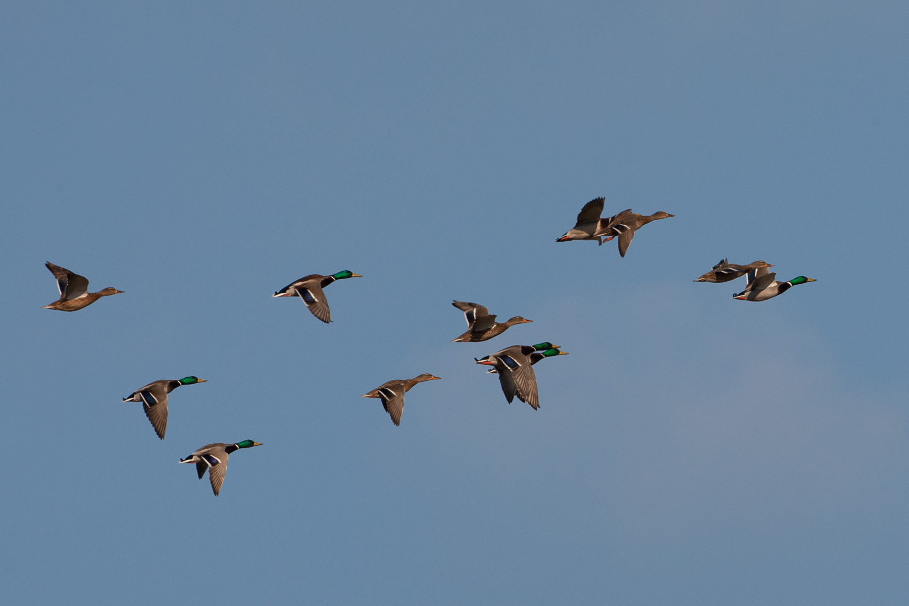 Canon EF 500mm F4L IS USM sample photo. Mallard photography