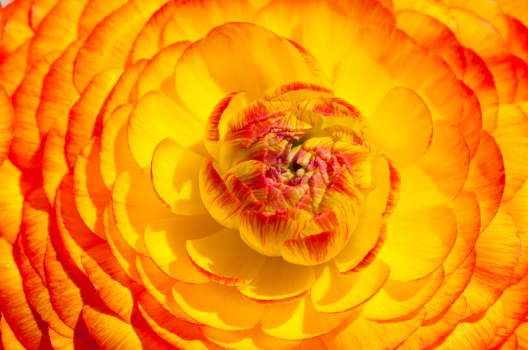 Sigma 150mm F2.8 EX DG OS Macro HSM sample photo. Yellow with a hint of red. photography