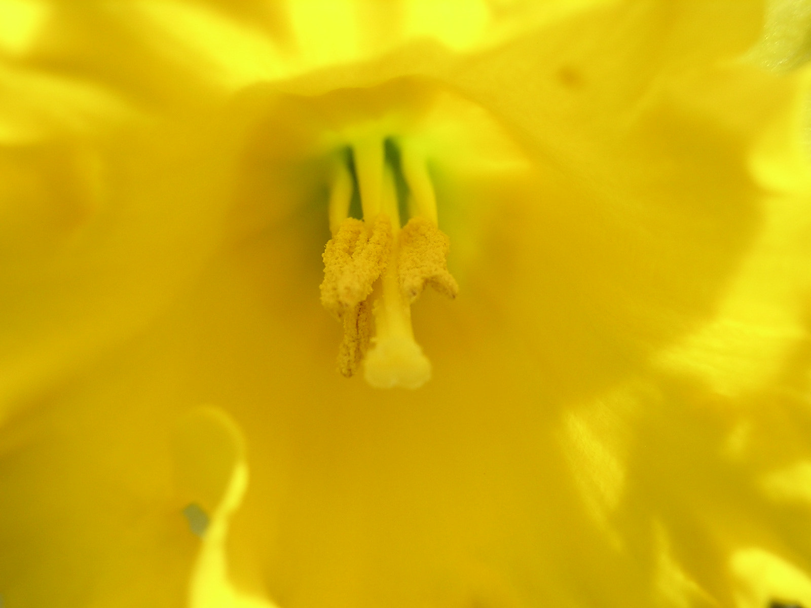 Nikon E2100 sample photo. Fleur jaune photography