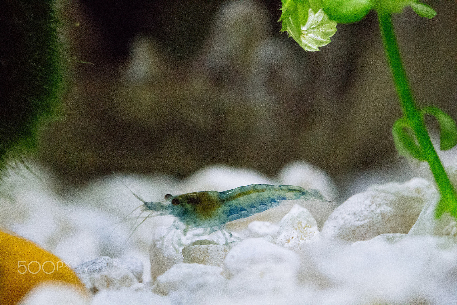 Canon EOS M2 + Canon EF 100mm F2.8 Macro USM sample photo. Blue velvet shrimp photography