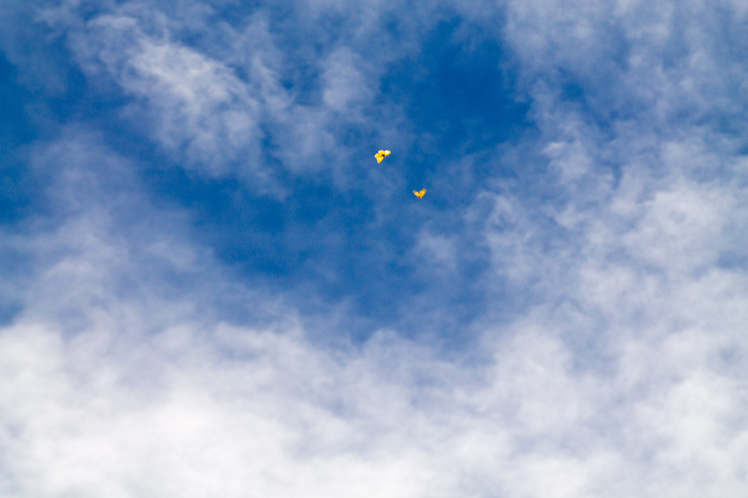 Canon EF-S 17-55mm F2.8 IS USM sample photo. Yellow butterfly photography