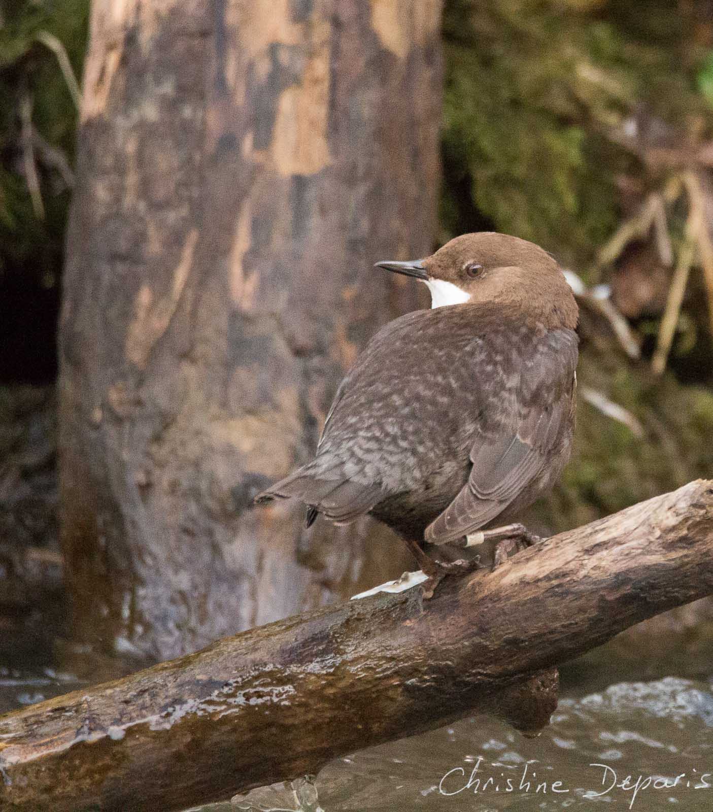 Sigma 150-600mm F5-6.3 DG OS HSM | C sample photo. White-throated dipper photography