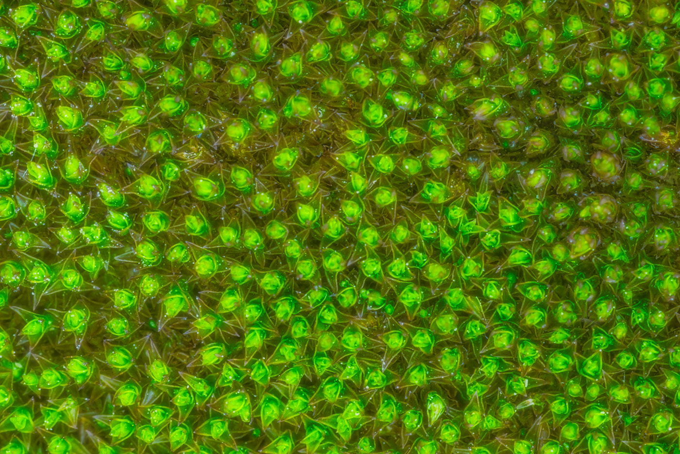 Sony SLT-A77 + Minolta AF 100mm F2.8 Macro [New] sample photo. Moss on a stone photography