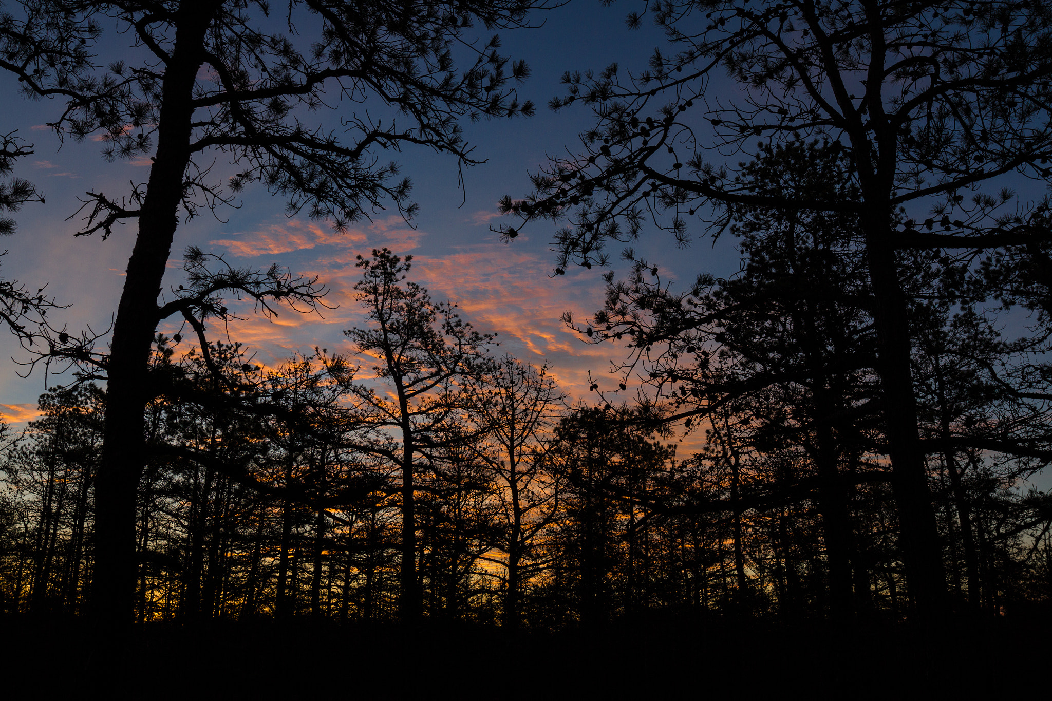 Canon EOS 7D + Sigma 20mm F1.4 DG HSM Art sample photo. Sunrise under the towering pines photography