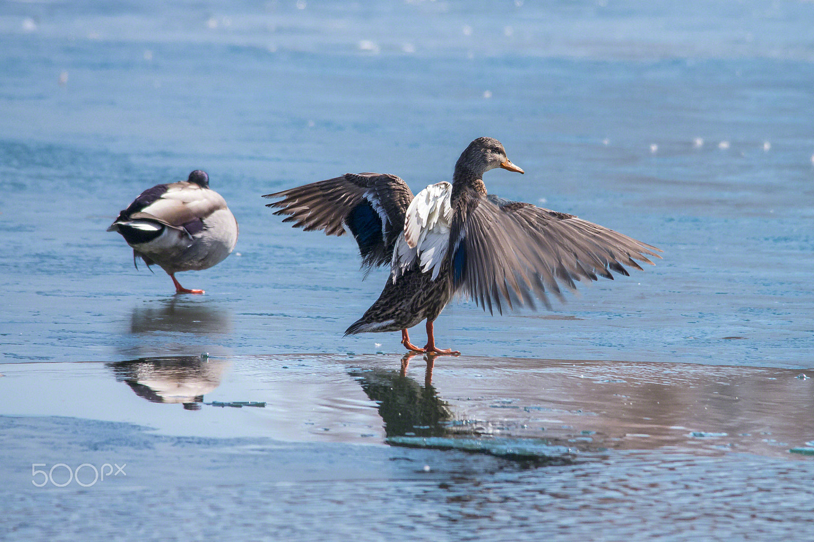 Pentax K-5 + Sigma 150-500mm F5-6.3 DG OS HSM sample photo. Flapping mallard photography