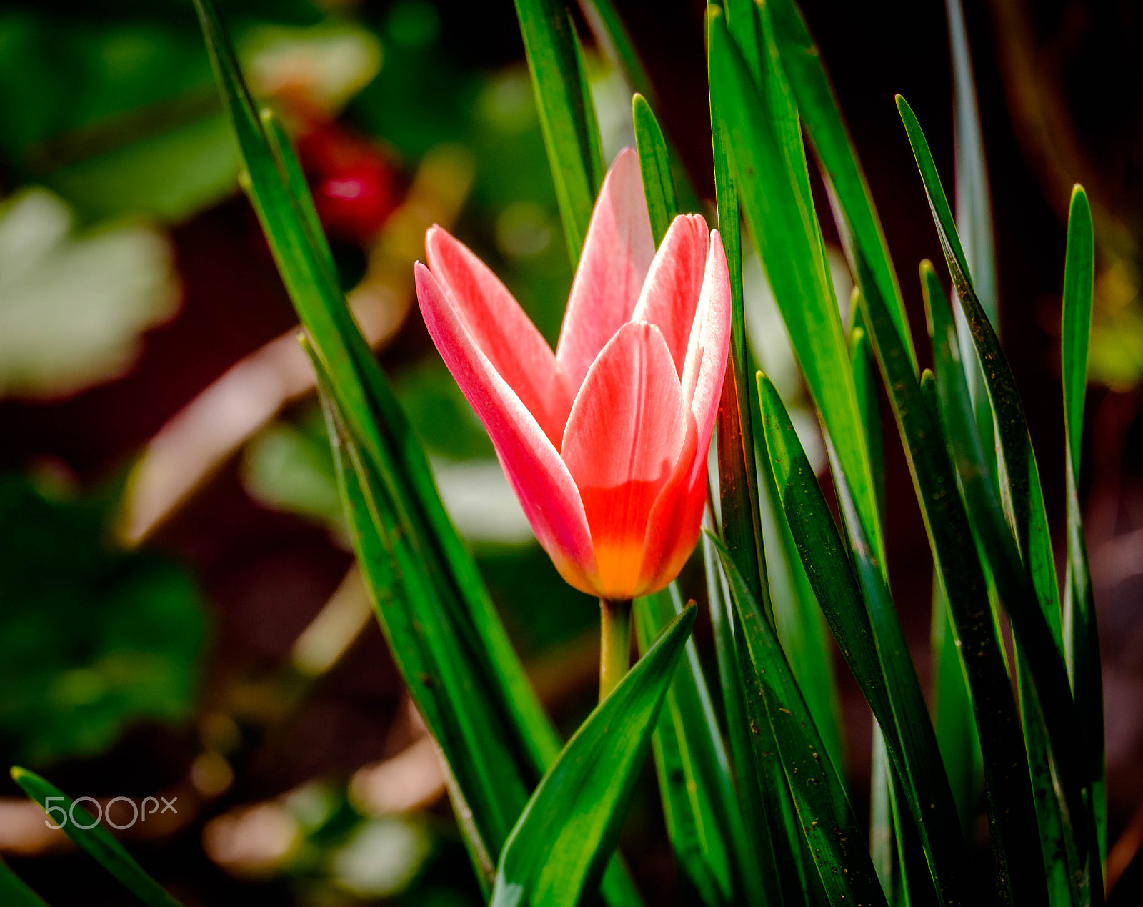 Fujifilm X-E2 + Fujifilm XC 50-230mm F4.5-6.7 OIS II sample photo. A bit of sping photography