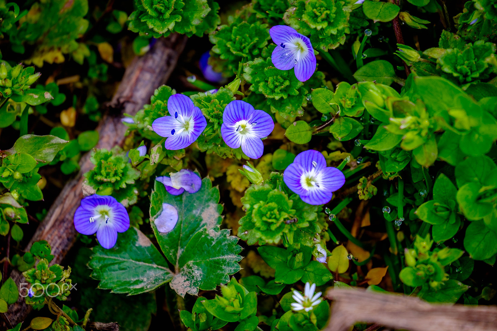Fujifilm X-E2 + Fujifilm XC 50-230mm F4.5-6.7 OIS II sample photo. A bit of sping photography