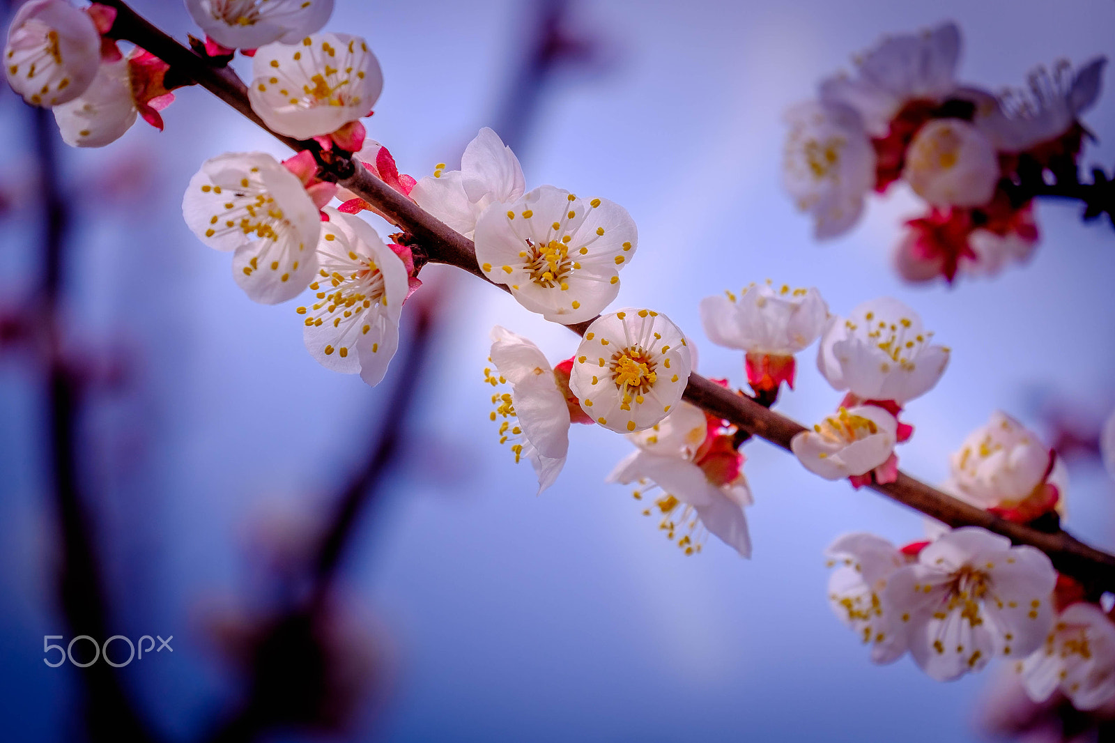 Fujifilm X-E2 + Fujifilm XC 50-230mm F4.5-6.7 OIS II sample photo. A bit of sping photography