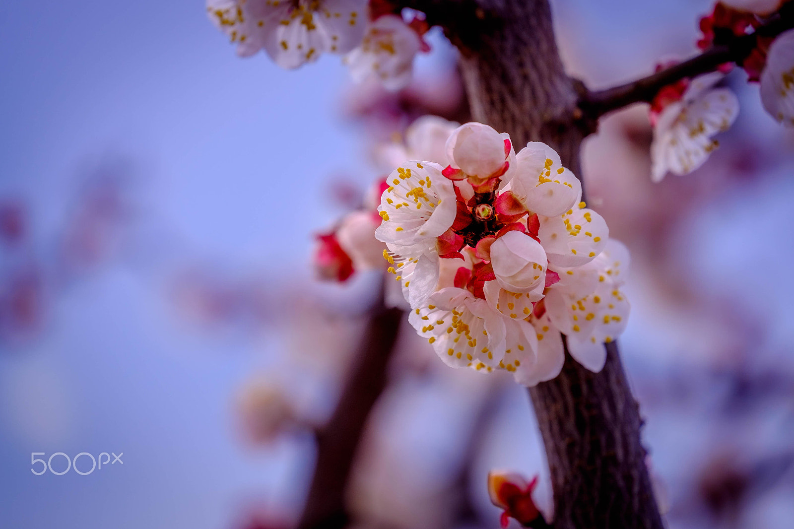 Fujifilm X-E2 + Fujifilm XC 50-230mm F4.5-6.7 OIS II sample photo. A bit of sping photography