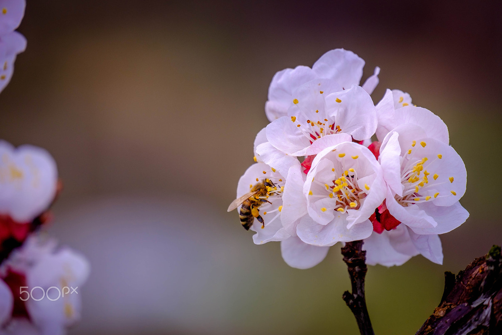 Fujifilm X-E2 + Fujifilm XC 50-230mm F4.5-6.7 OIS II sample photo. A bit of sping photography