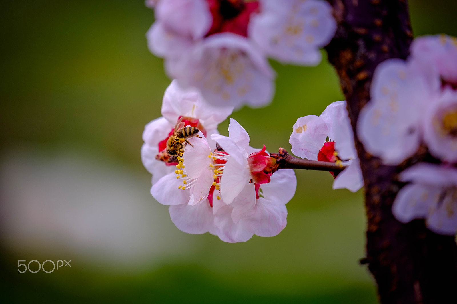 Fujifilm X-E2 + Fujifilm XC 50-230mm F4.5-6.7 OIS II sample photo. A bit of sping photography