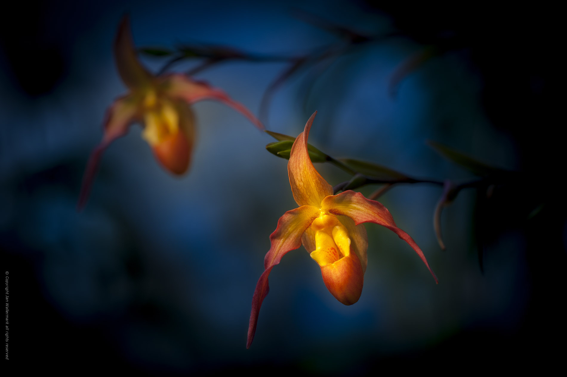 Sigma APO Macro 180mm F3.5 EX DG HSM sample photo. A pair photography