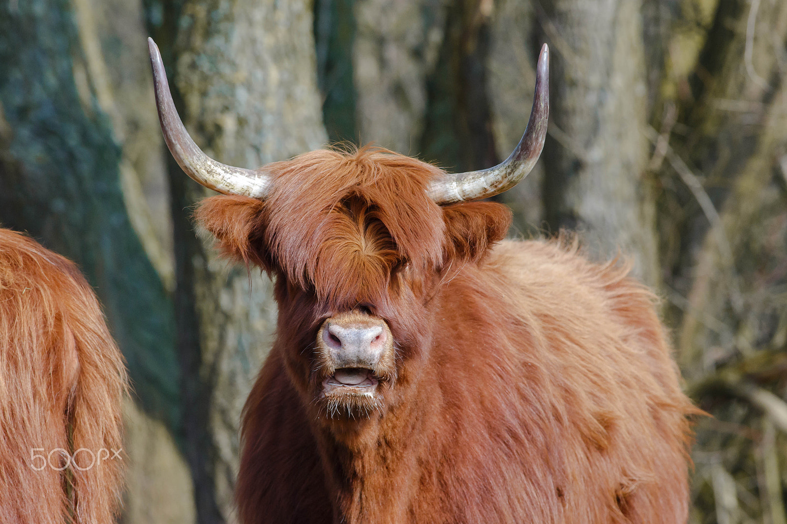 Canon EOS 6D + Canon EF 400mm F5.6L USM sample photo. Highland cattle (scottish gaelic) photography