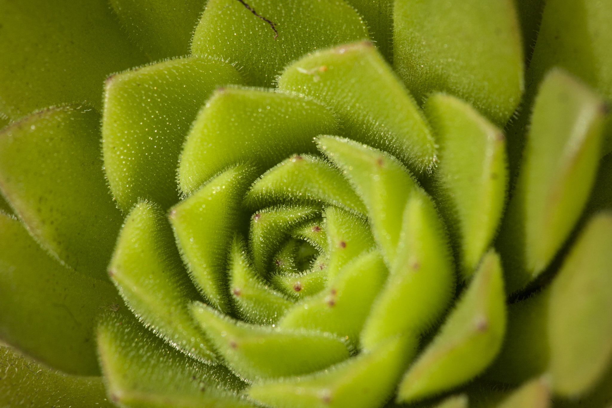 Sigma APO Macro 150mm f/2.8 EX DG HSM sample photo. Macro cactus. photography