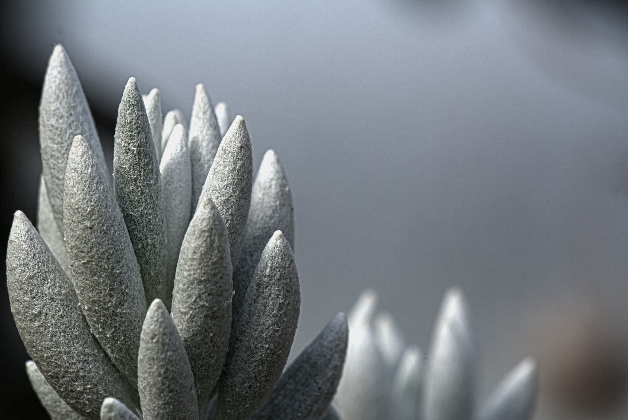 Sigma APO Macro 150mm f/2.8 EX DG HSM sample photo. Macro cactus. photography