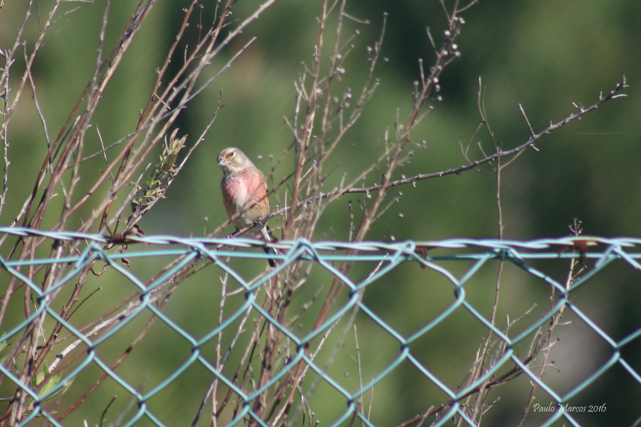 /4-5.6 sample photo. Carduelis cannabina photography