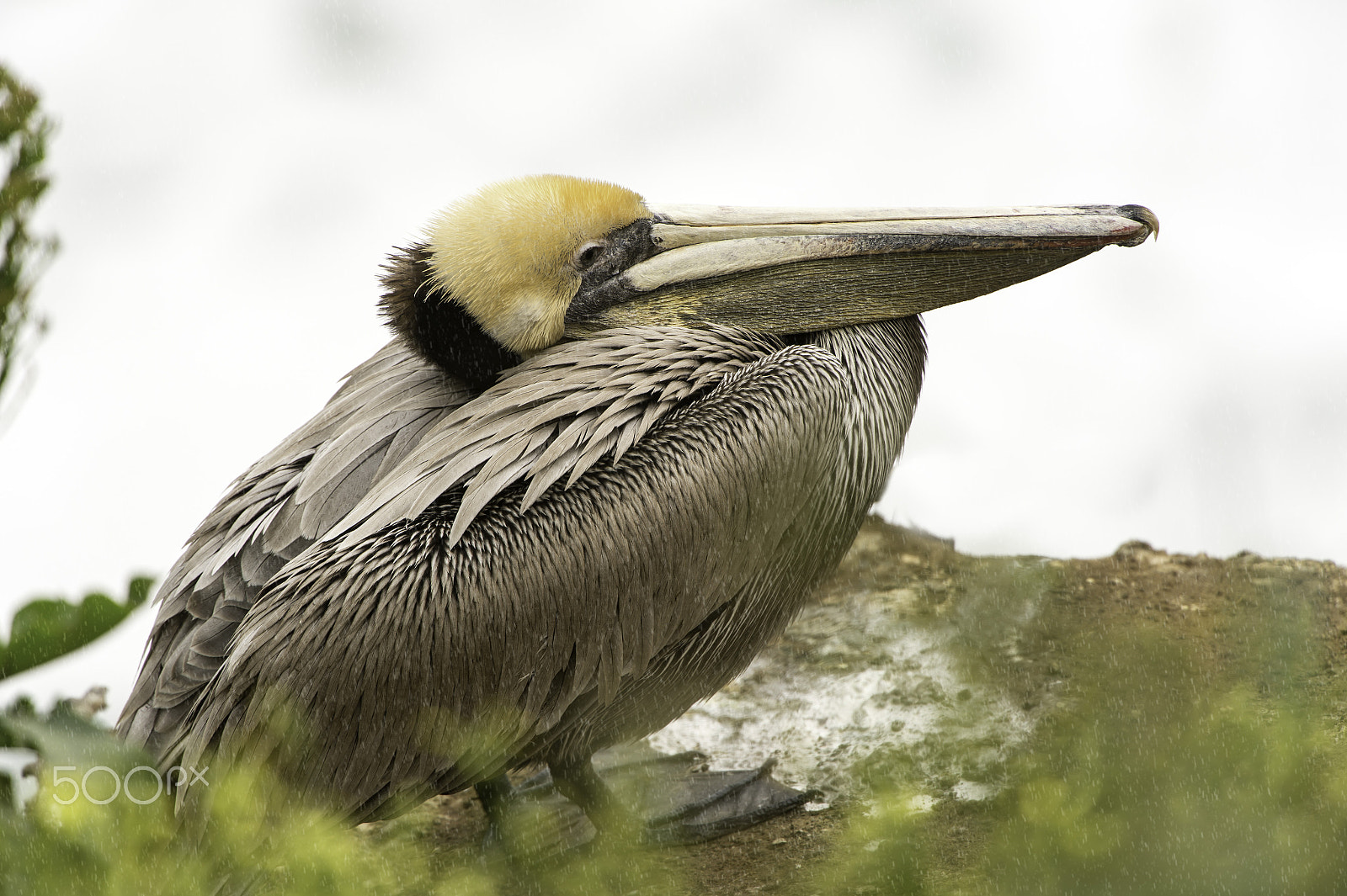 Nikon D4 sample photo. Pelican with rain photography