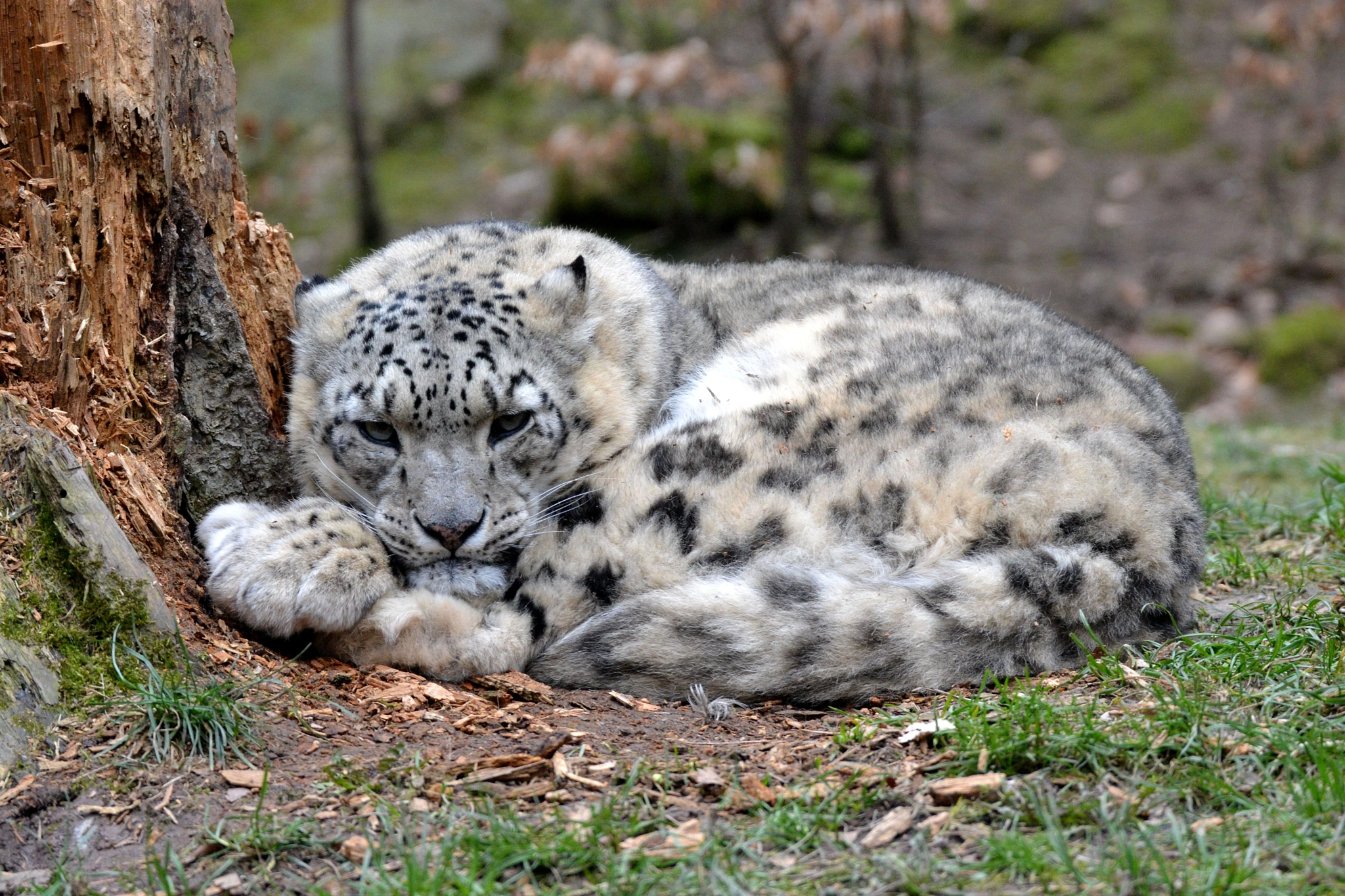 Sigma 50-500mm F4.5-6.3 DG OS HSM sample photo. Schneeleopard () photography