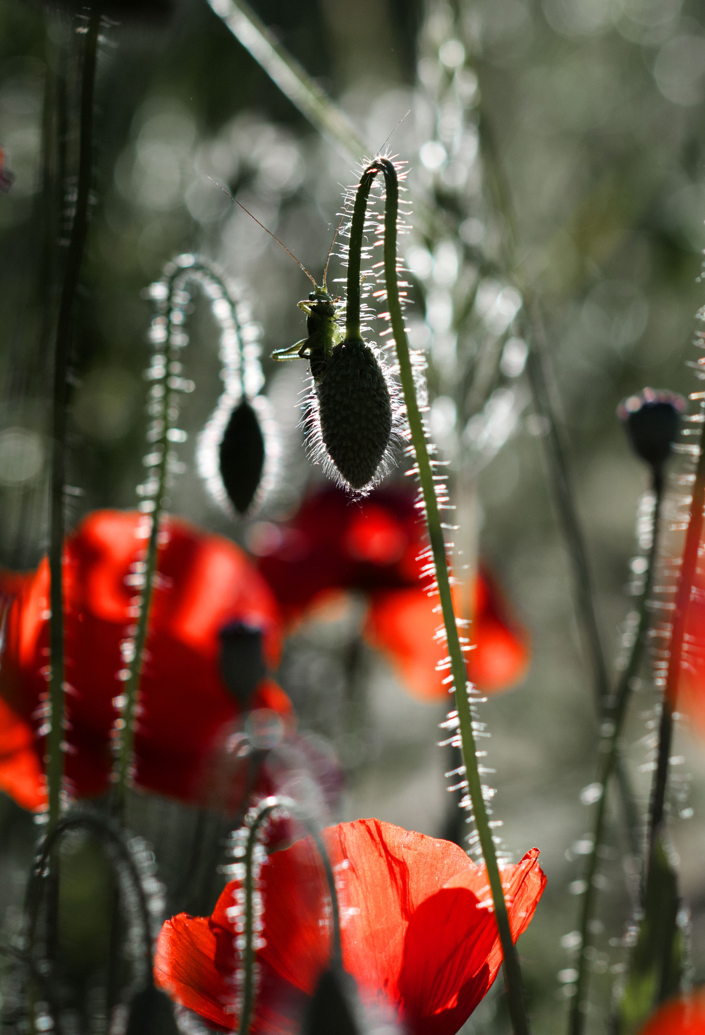 Nikon D300S + Nikon AF Nikkor 105mm F2D DC sample photo. Amapolas photography