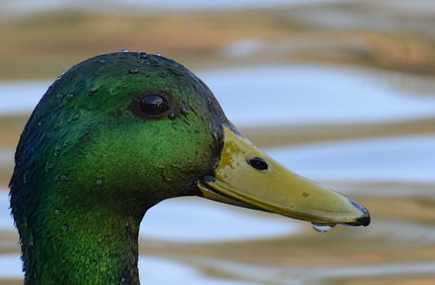 Nikon AF-S Nikkor 200-500mm F5.6E ED VR sample photo. Duck photography